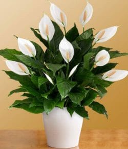 Bathroom Plants - Peace Lily 