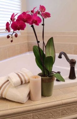Bathroom Plants Orchid 